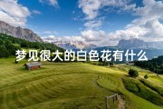 梦见很大的白色花有什么预兆,梦见白色大花是什么意思
