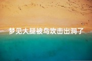 梦见大腿被鸟攻击出洞了_梦见鸟腿被绑着