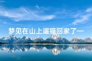 梦见在山上遛猫回家了—梦见在山上遛猫回家了啥意思
