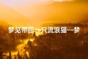 梦见带回一只流浪猫—梦见带回一只流浪猫狗