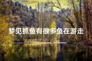 梦见抓鱼有很多鱼在游走、梦见抓鱼了好多鱼
