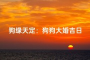 狗缘天定：狗狗大婚吉日揭晓