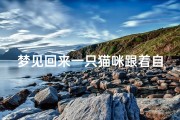梦见回来一只猫咪跟着自己,梦到猫咪跟自己回家