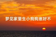 梦见家里生小狗狗崽好不好—梦到家里生了好多小狗