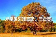 郑家宝贝猪宝宝，三合吉祥好名来