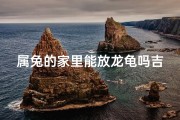 属兔的家里能放龙龟吗吉利吗—属兔家庭宜养龙龟吗？风水解析