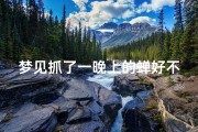 梦见抓了一晚上的蝉好不好_梦见捉了一只蝉什么意思