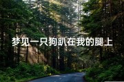 梦见一只狗趴在我的腿上,梦见一直狗温顺的趴在我脚上
