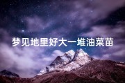 梦见地里好大一堆油菜苗、梦见一大片成熟的油菜地